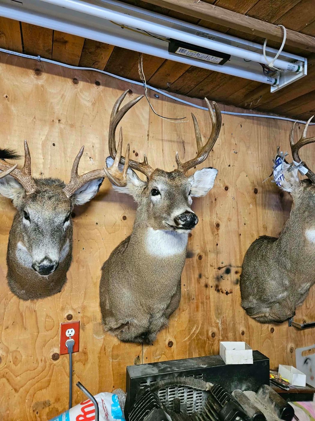 Montages d'épaule de cerfs de Virginie réalisés à l'atelier