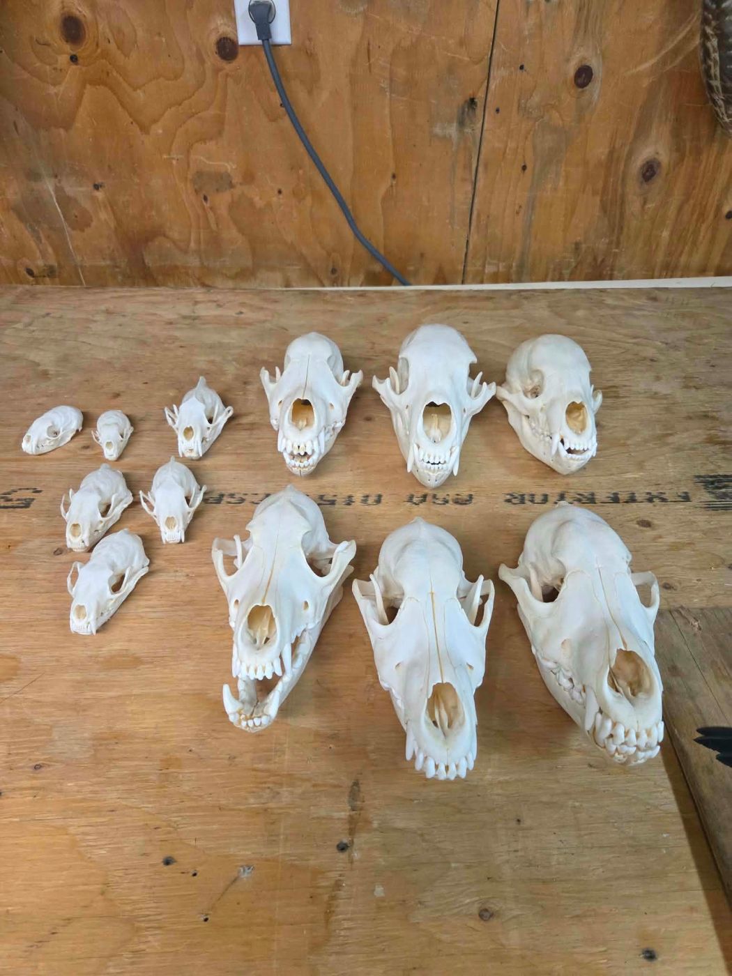 Crânes nettoyés et blanchis à l'atelier