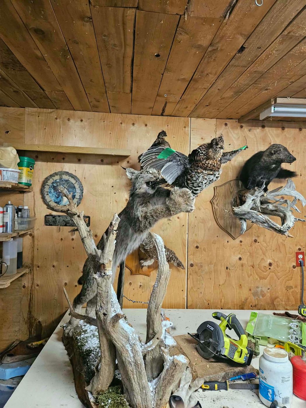 Scène sur mesure : lynx bondissant sur une gélinotte
