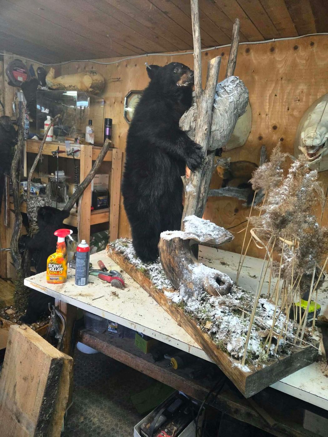 Ours noir en cours de finition sur l'établi, oreilles encore épinglées