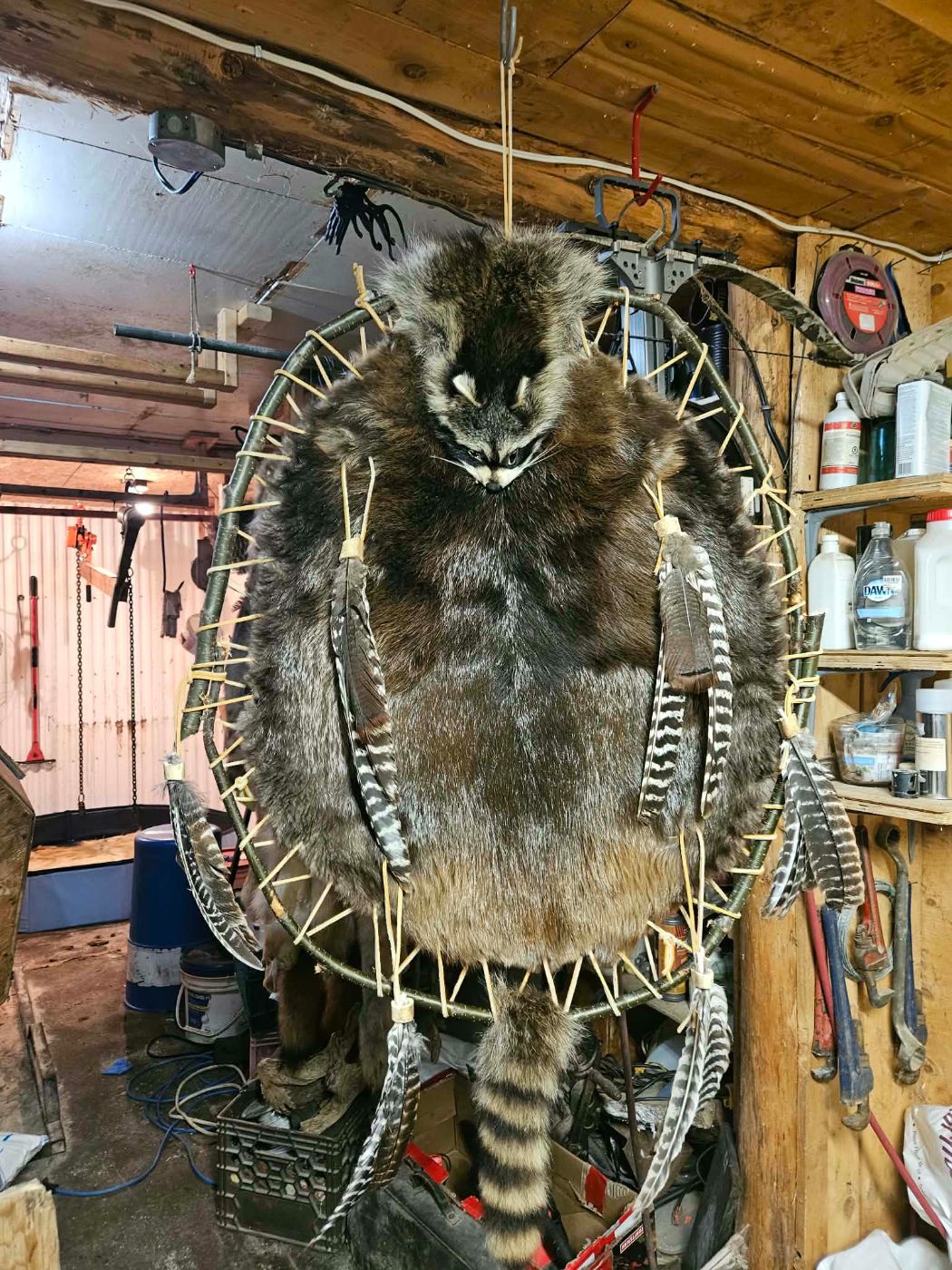 Peau de raton laveur tannée, montée en capteur de rêves