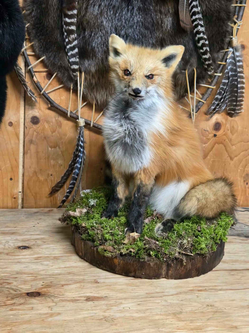 Renard roux monté corps complet sur une base de mousse